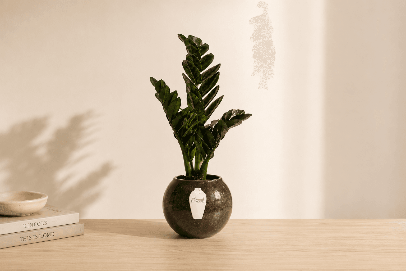 ZZ Plant (Zamioculcas) plant for low light homes.png
