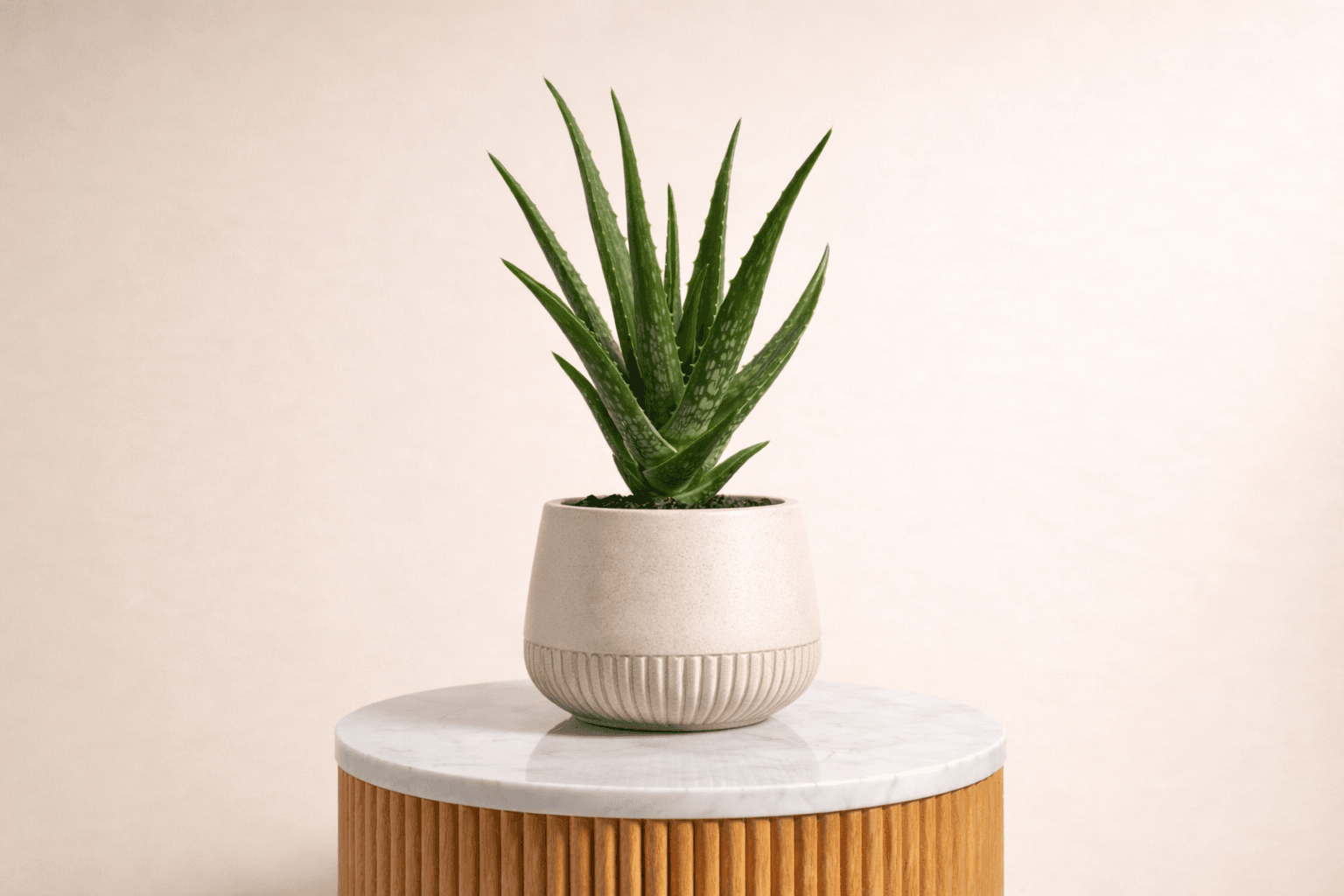 alo vera indoor plant.png