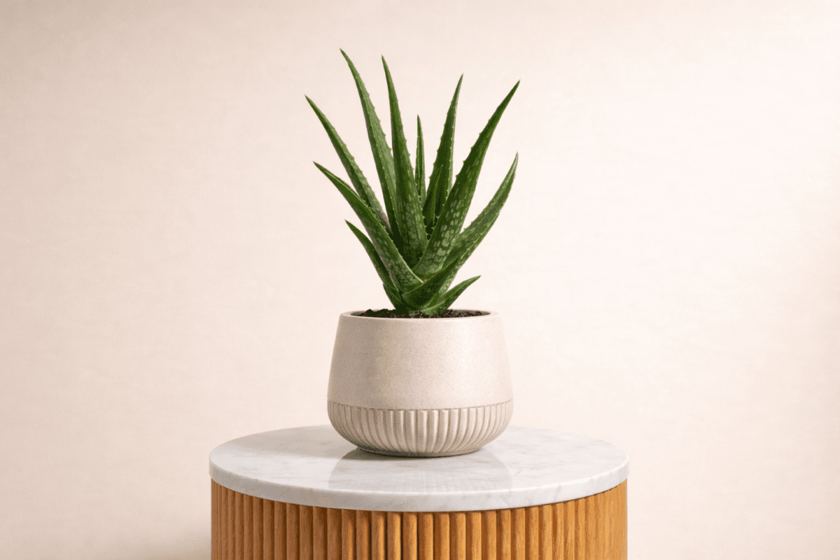 alo vera indoor plant for GCC weather.png