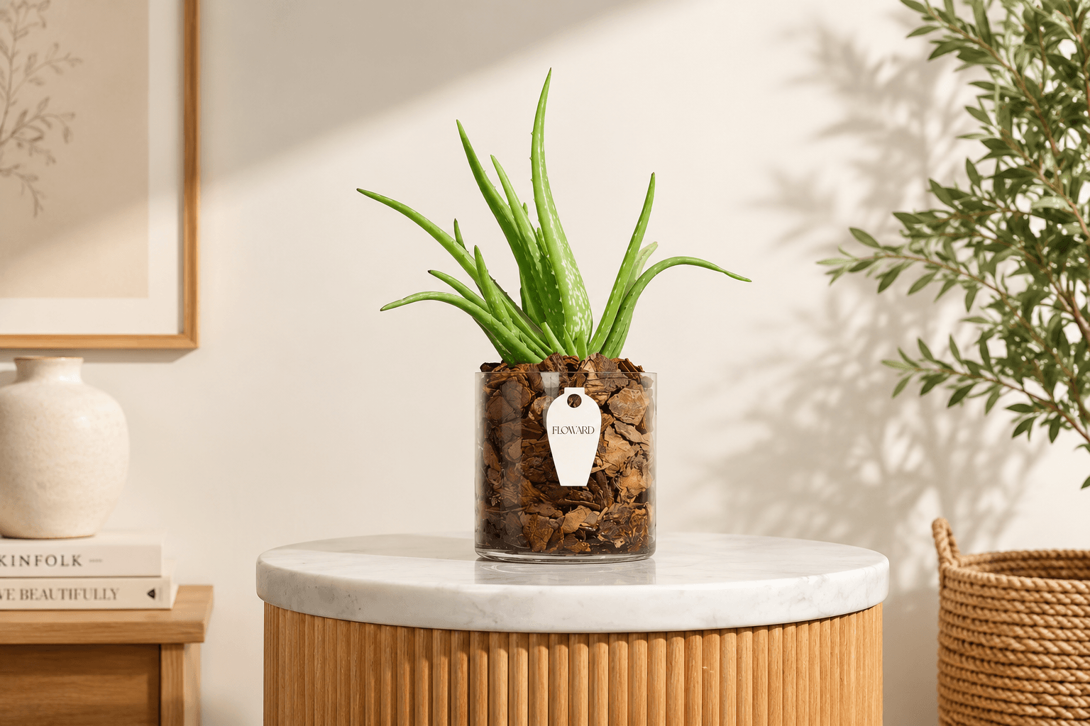 aloe vera plant to gift during summer.png