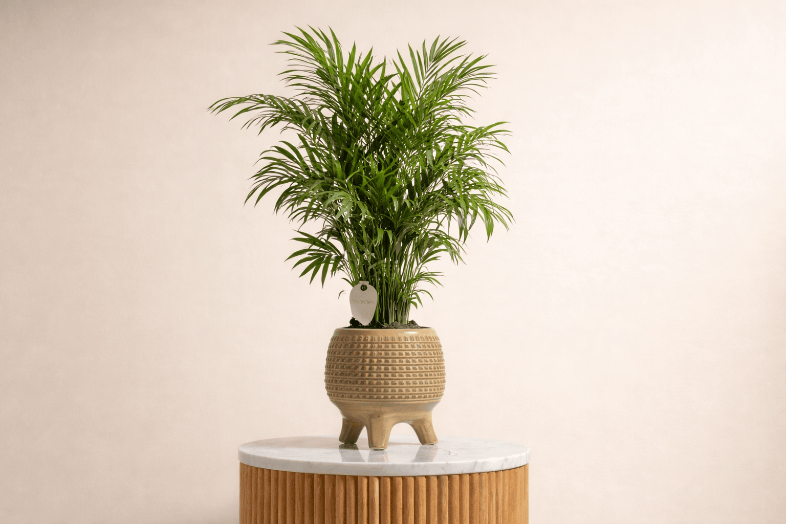 bamboo oalm indoor plant.png