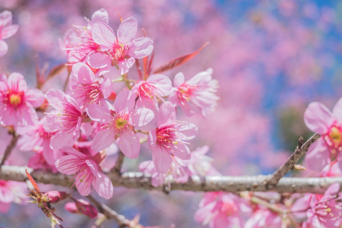beautiful-cherry-blossom most beautiful natural flowers.jpg