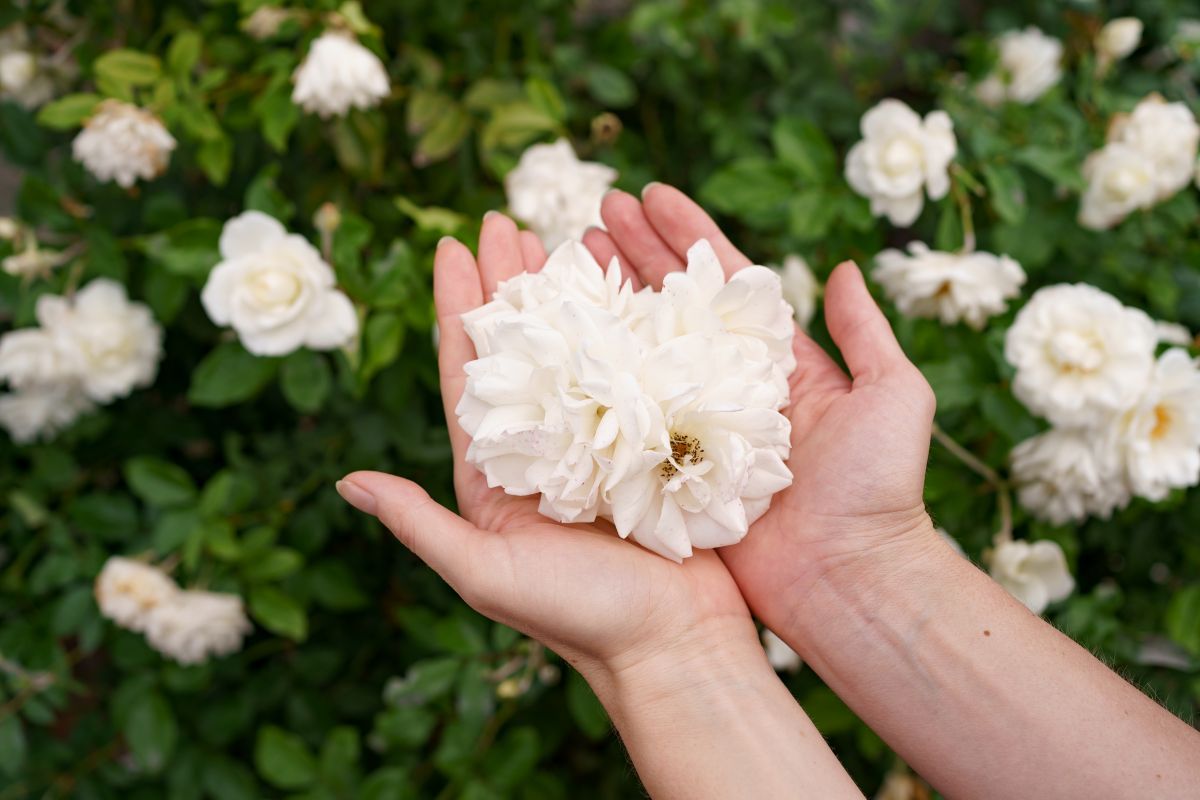 beautiful gardenias for a romantic flowers bouquet.jpg