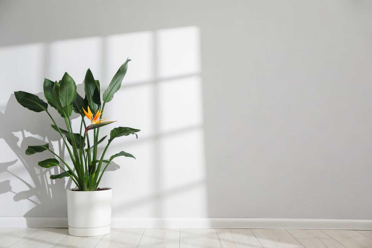 birds of paradise plants for luxury homes.jpg