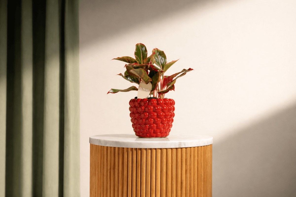 birthday plant gift for nature lovers.png