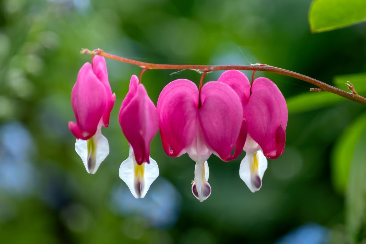 bleeding-heart-flowers most beautiful flowers in the world.jpg