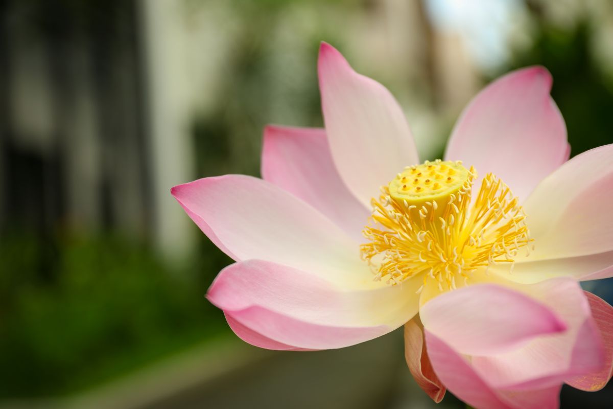 blooming-pink-lotus-flower-most beautiful natural flowers in the world.jpg