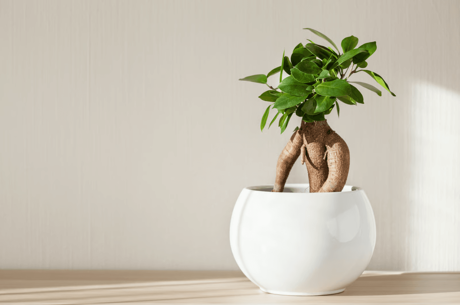 bonsai tree gift for father's day.png
