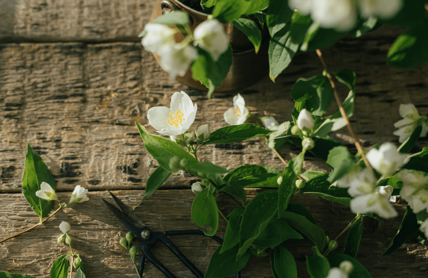 calming jasmine plant for home.png