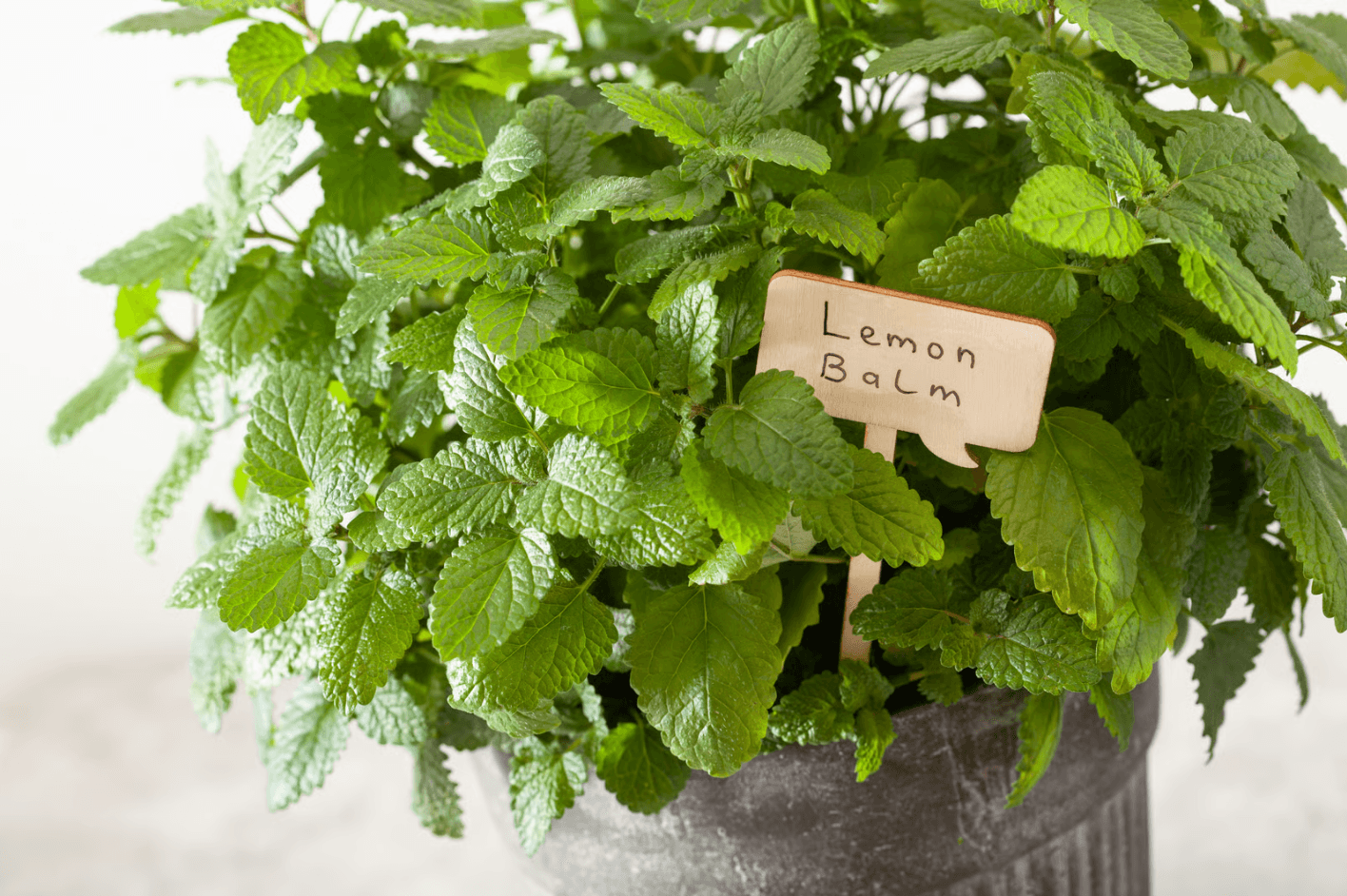 calming plant lemon balm for home.png