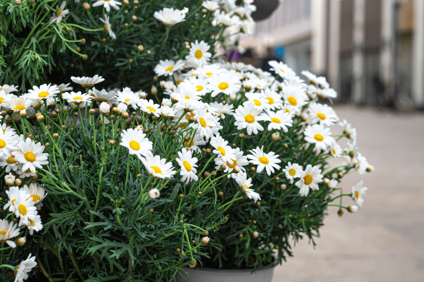 camomile calming plant .png