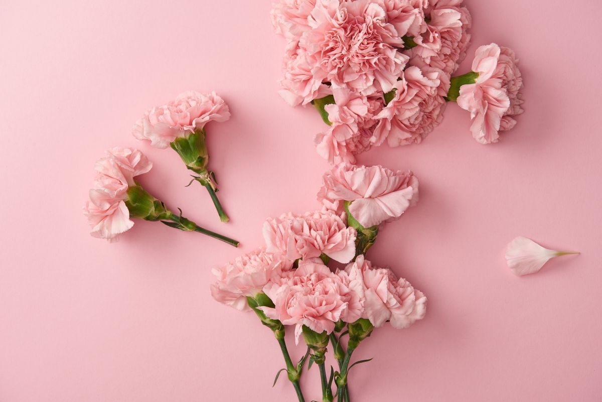 cute pink carnations.jpg