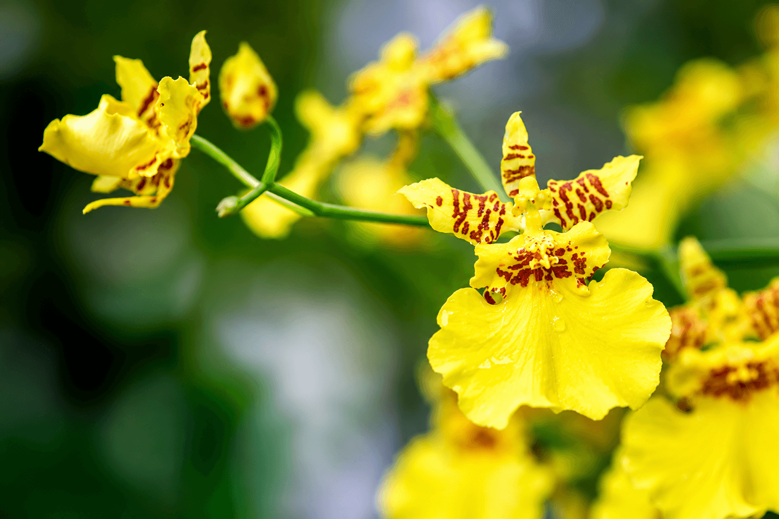 dancing lady orchid rare flower.png