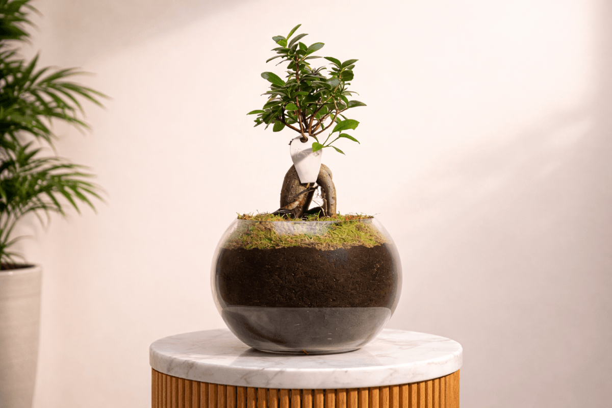 ficus plant floward GCC weather.png