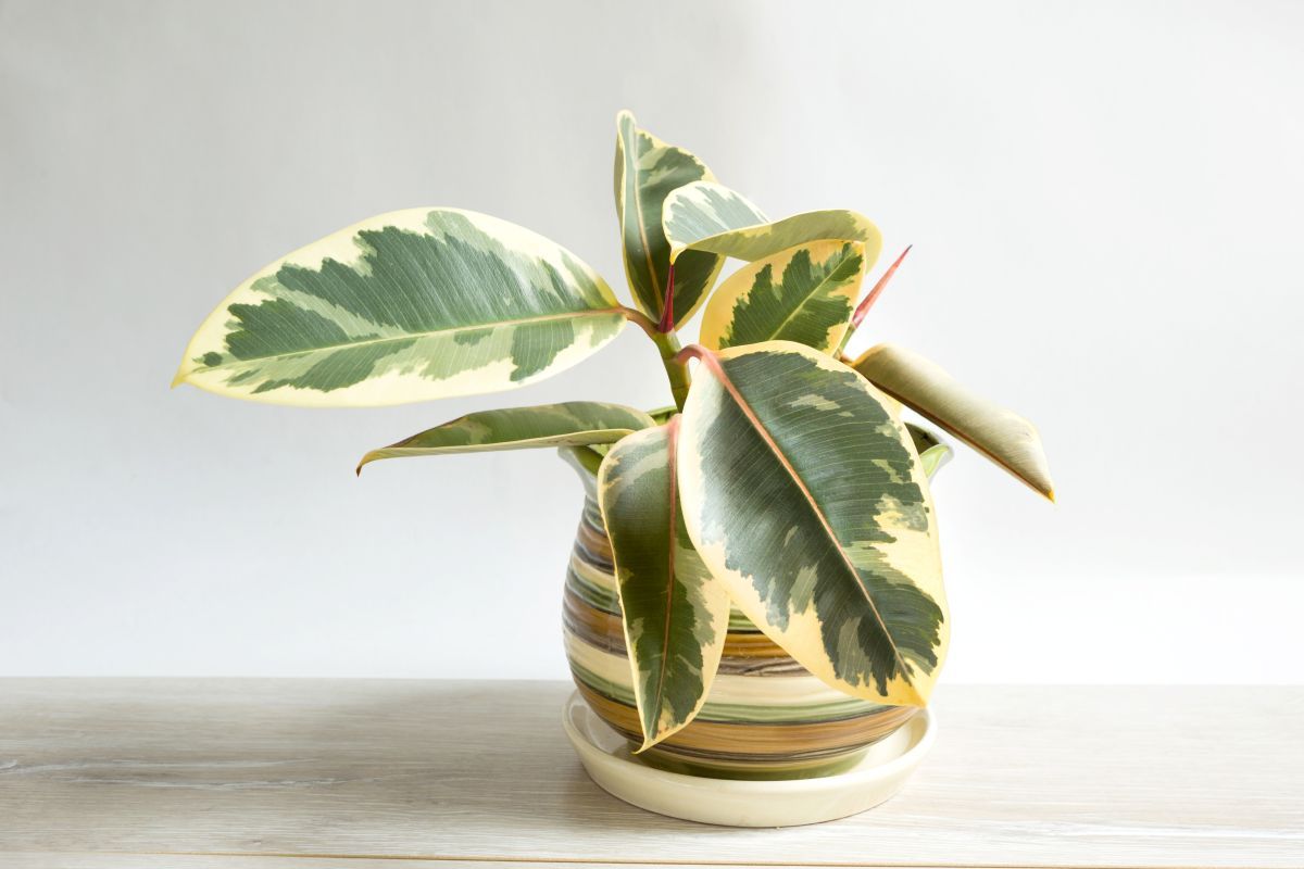 ficus-rubber plant for new home owners.jpg