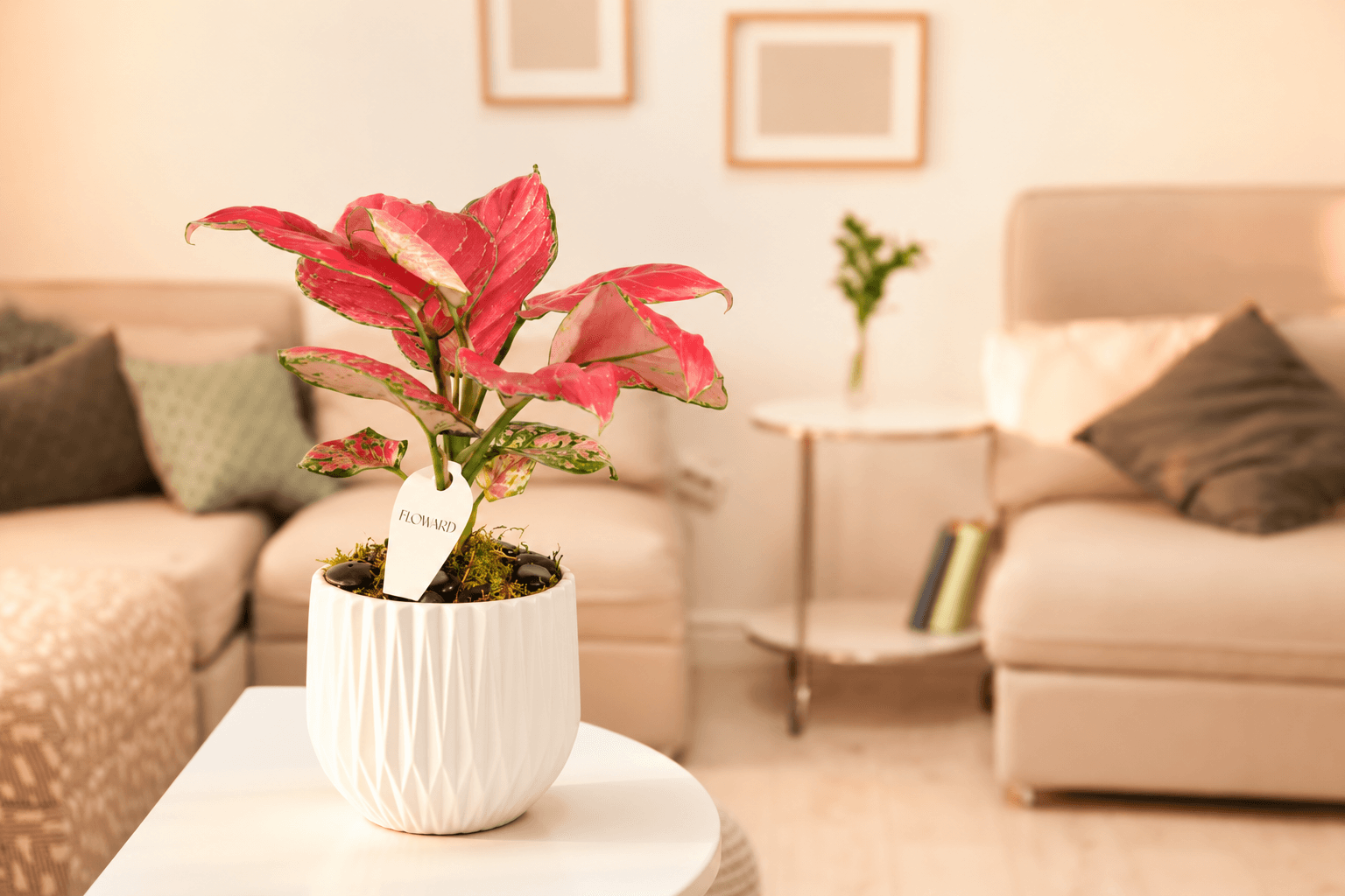 9 Fascinating Facts About the Aglaonema Plant