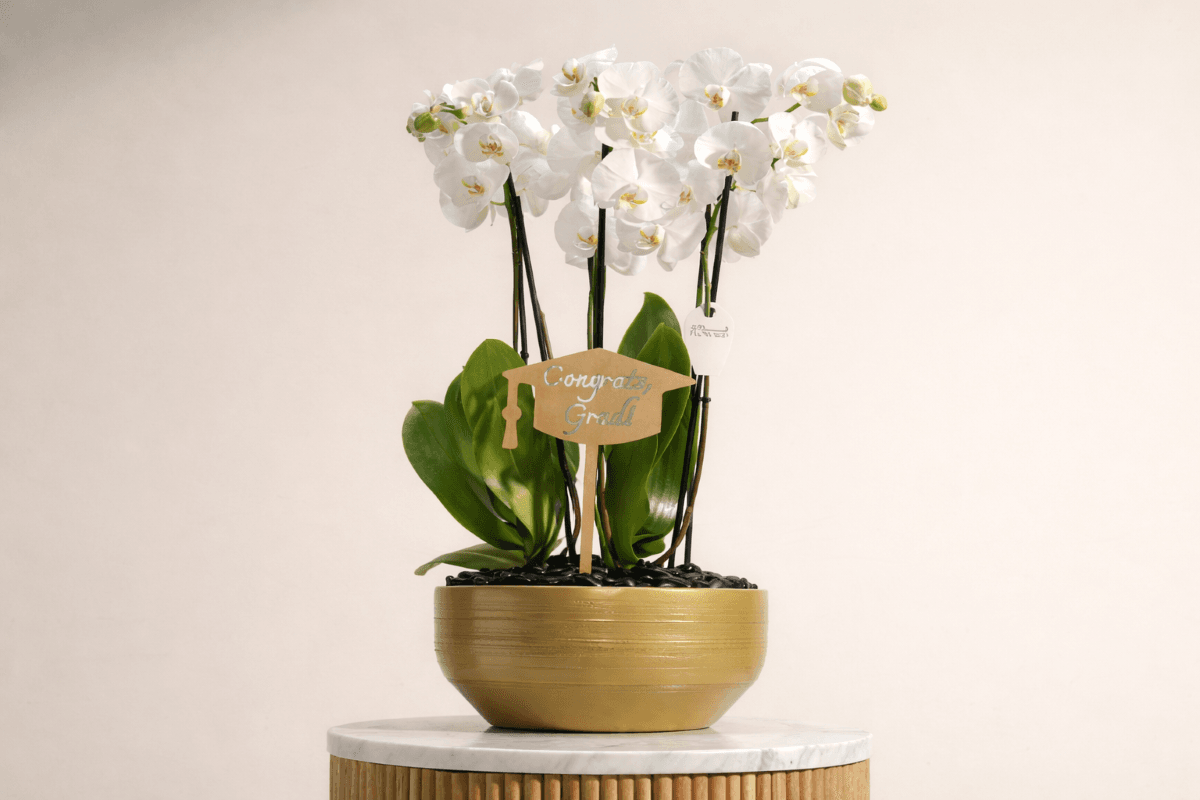 graduation plant gifts.png