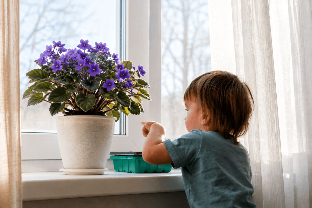 indoor African Violet plant for homes with babies and toddlers.png
