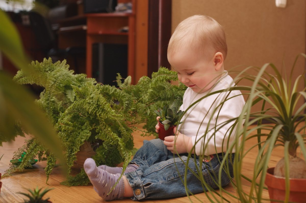 indoor boston fern plant for homes with babies and toddlers.jpg