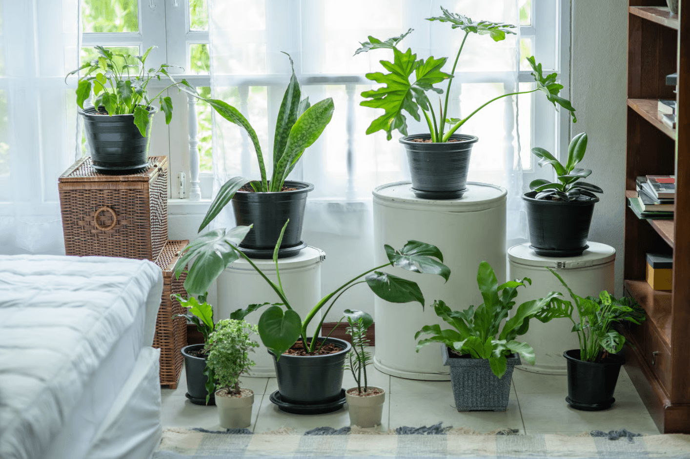 Indoor Plants Meanings Made Clear