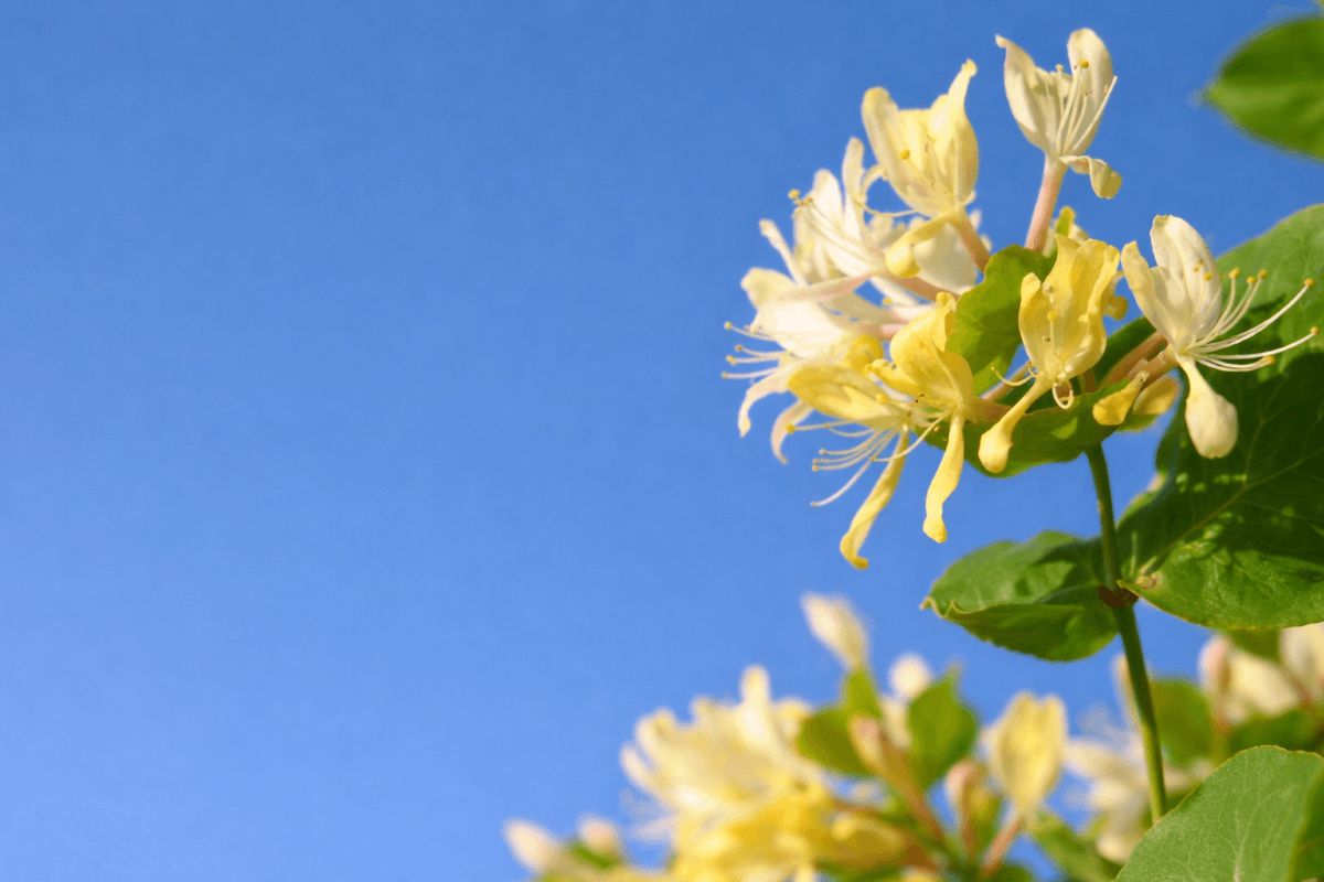 june birth flower honeysuckle.png