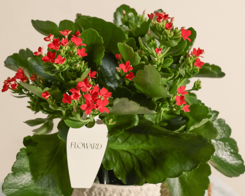 kalanchoe plant flowers - Floward.png