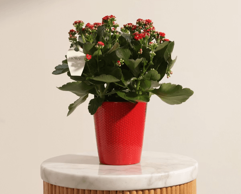 klancheo summer plant.png