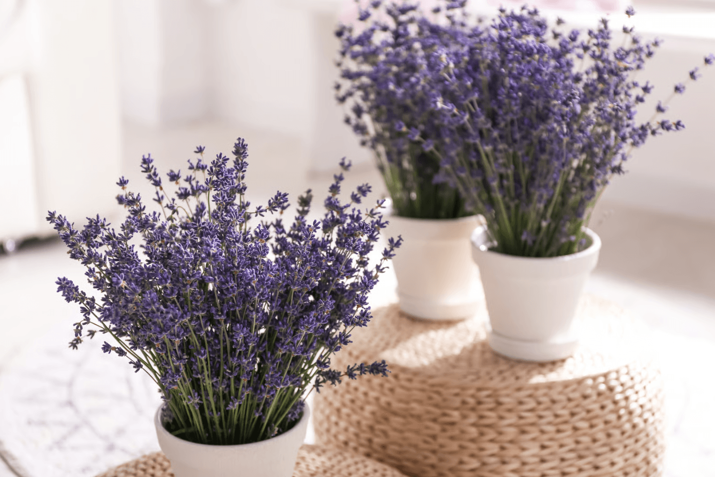 lavendar plant for home decor.png