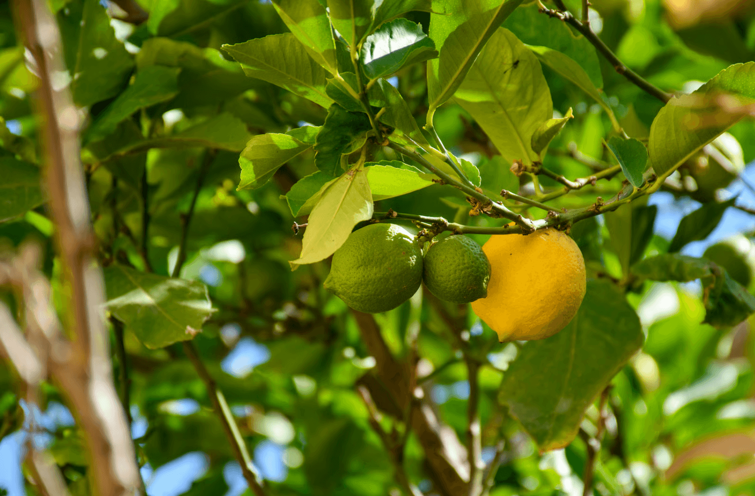 lemon tree gift for dad on father's day.png