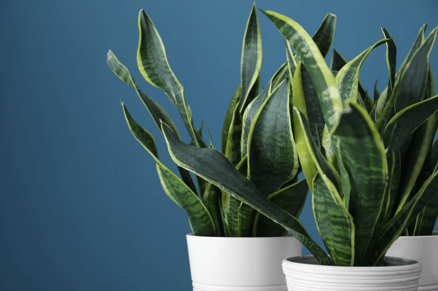 low maintainance plants for people traveling for hajj.png