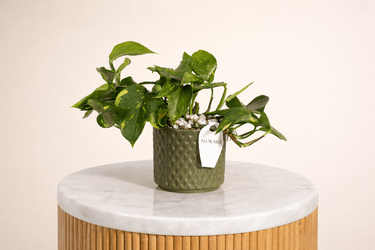 low-maintenance pothos indoor plant for teachers going back to school.png