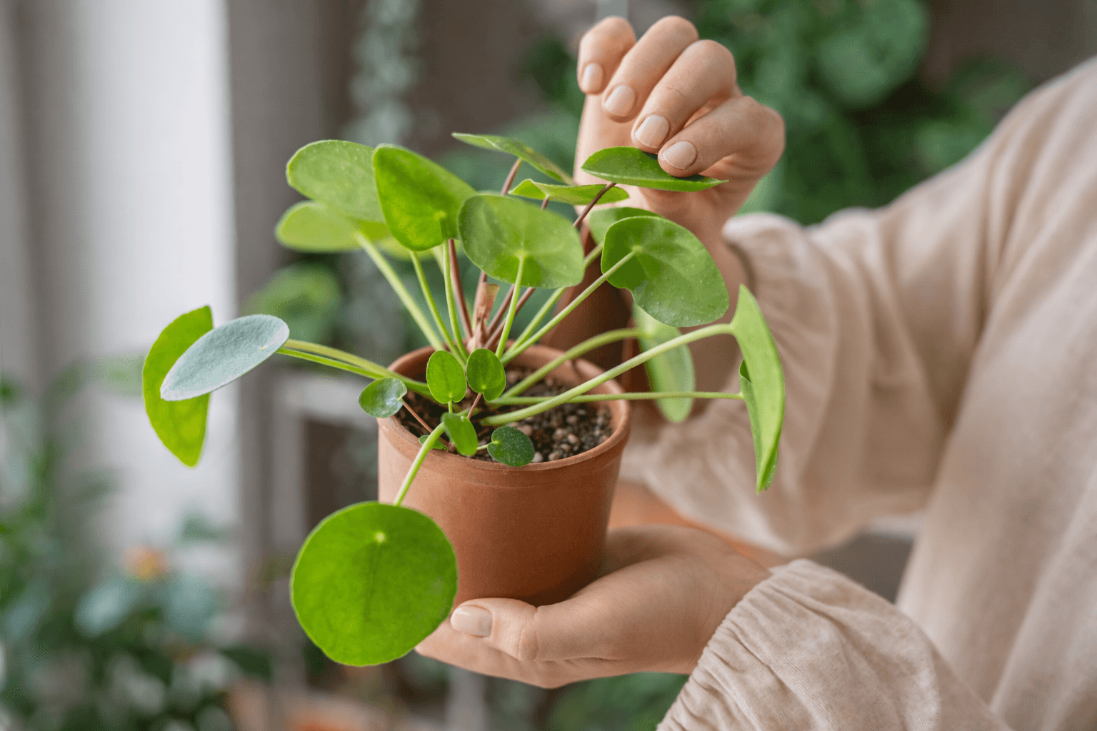money plant reducing stress.png