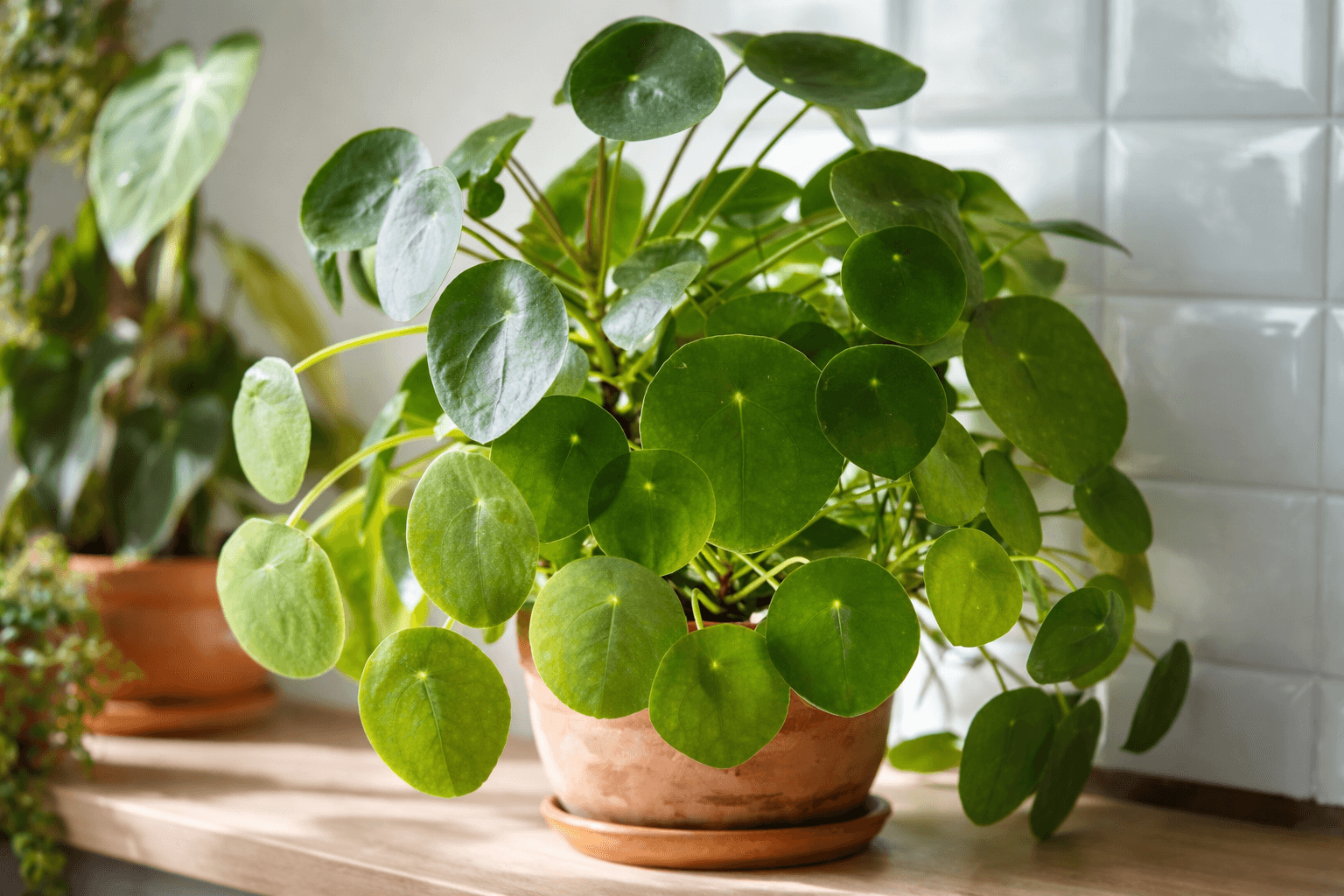 money plant symbol of luck.png
