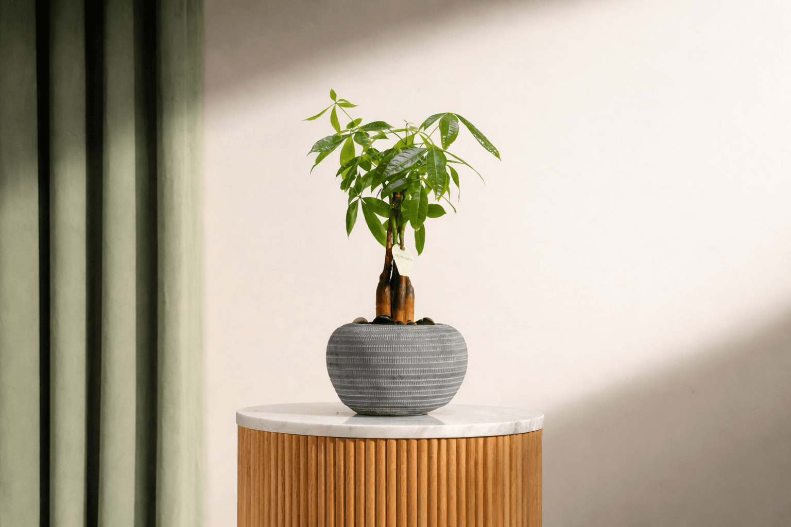 money tree house plant for pet owner.png