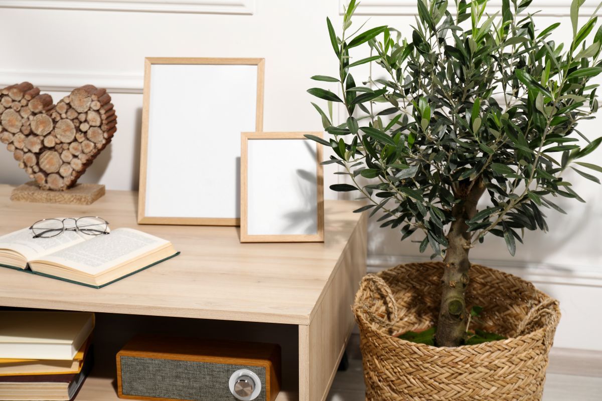 olive tree plants for luxury homes.jpg