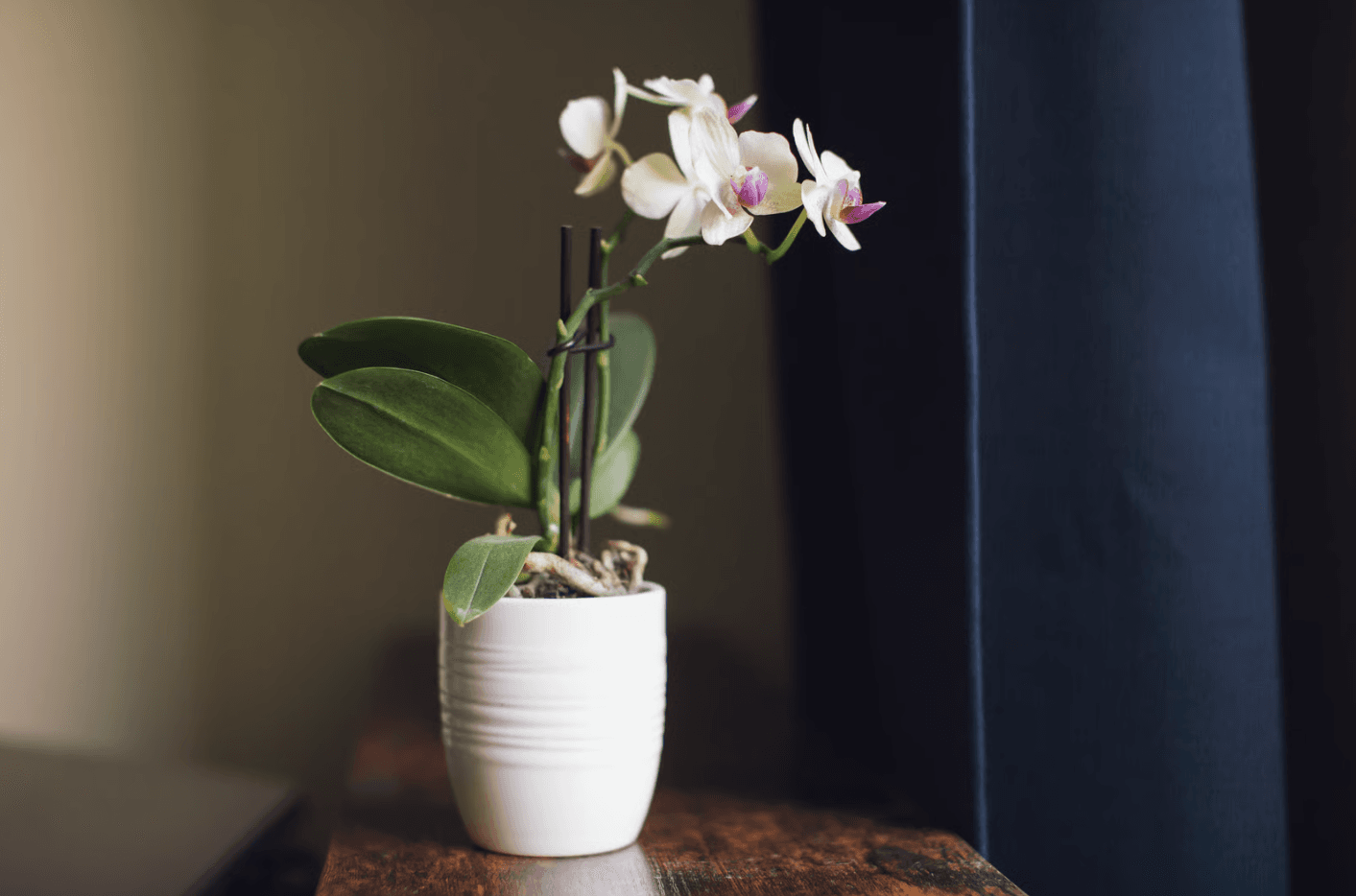 orchid flower vase long vase life.png