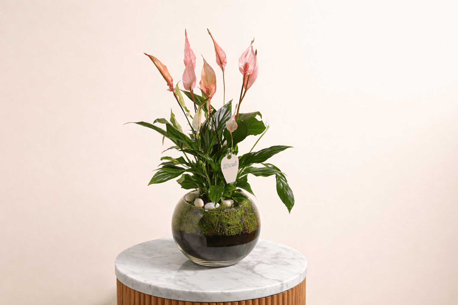 peace lily indoor air purifying plant.png