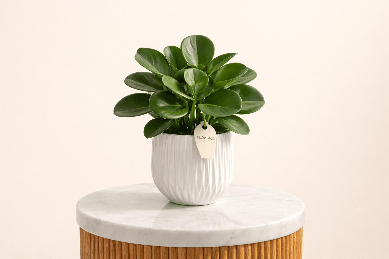 peperomia house plant for homes with babies and toddlers.png