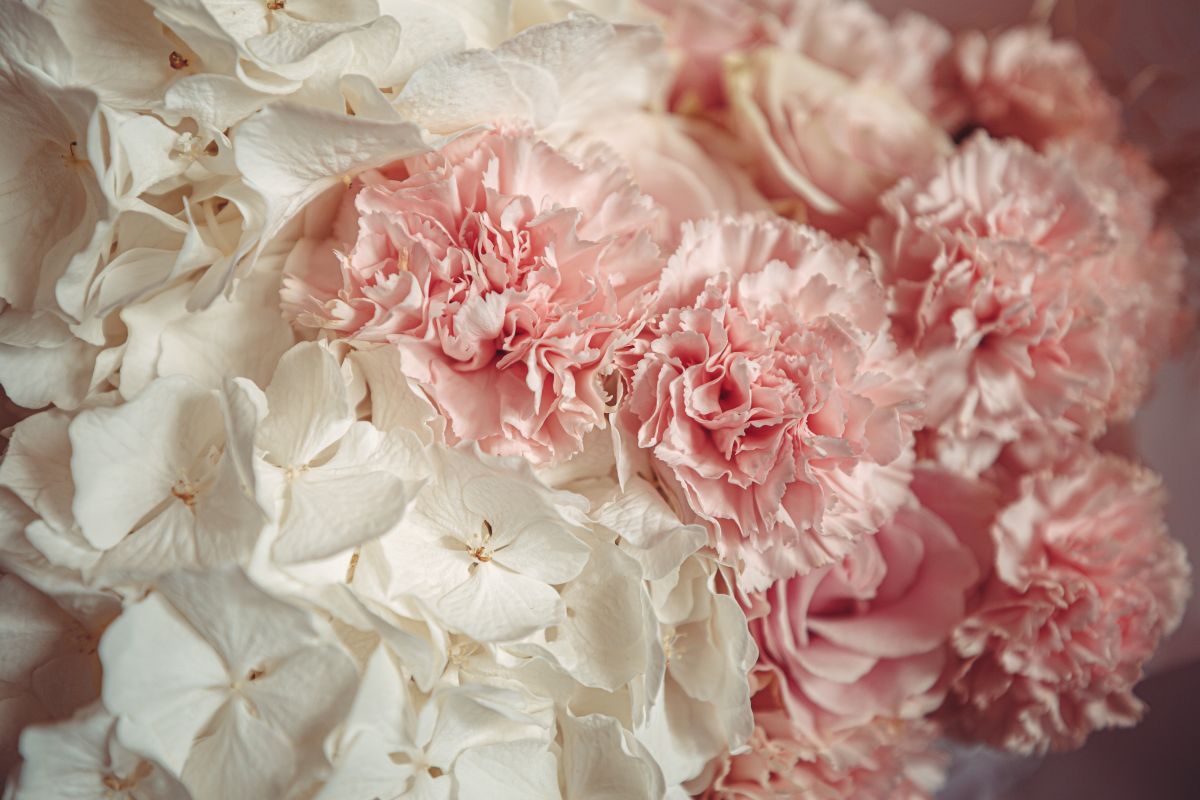 pink and white carnations.jpg