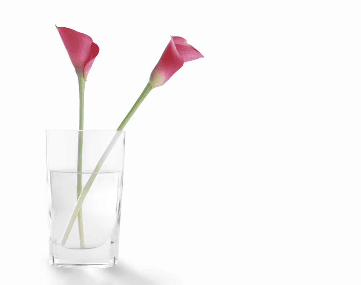pink calla lilies in vase.png