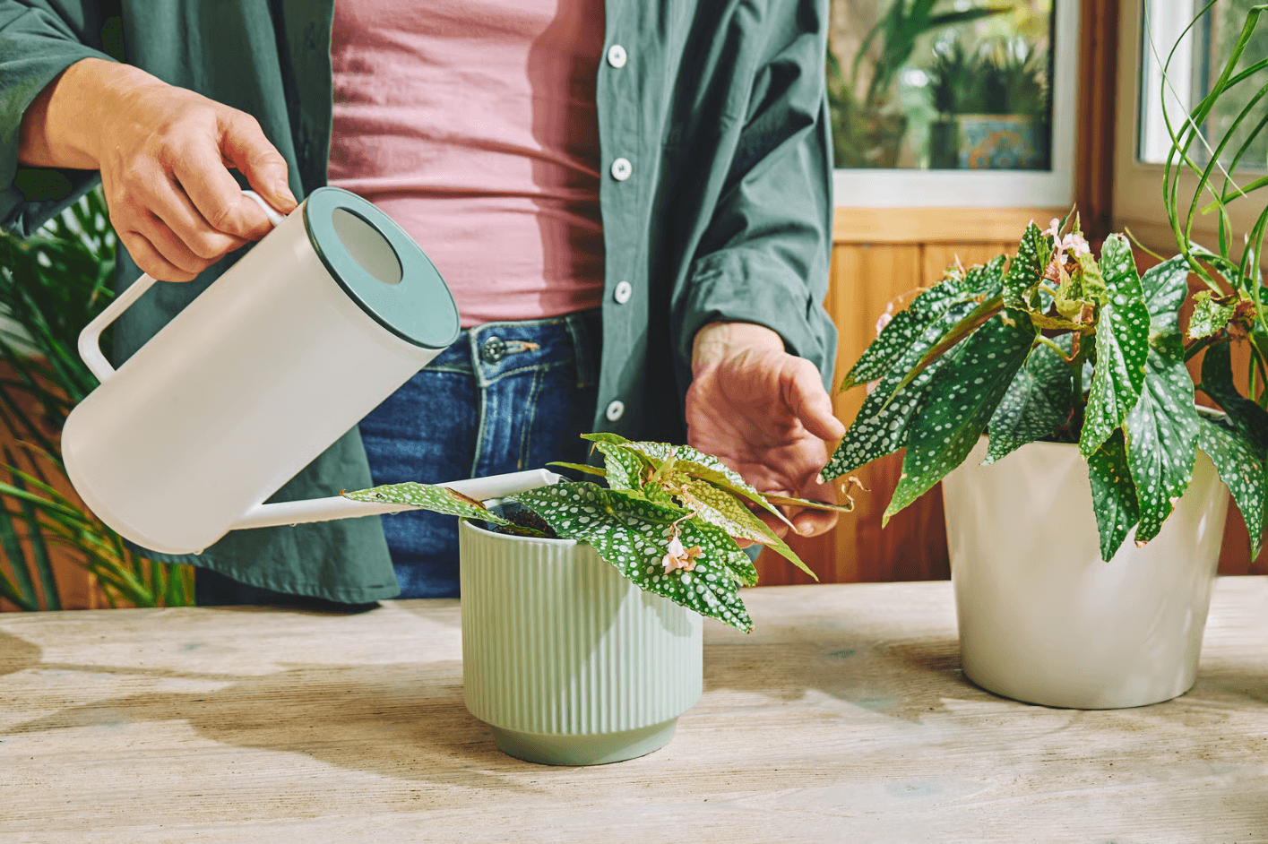 plant sitter how to ask a friend to be my plant sitter.png