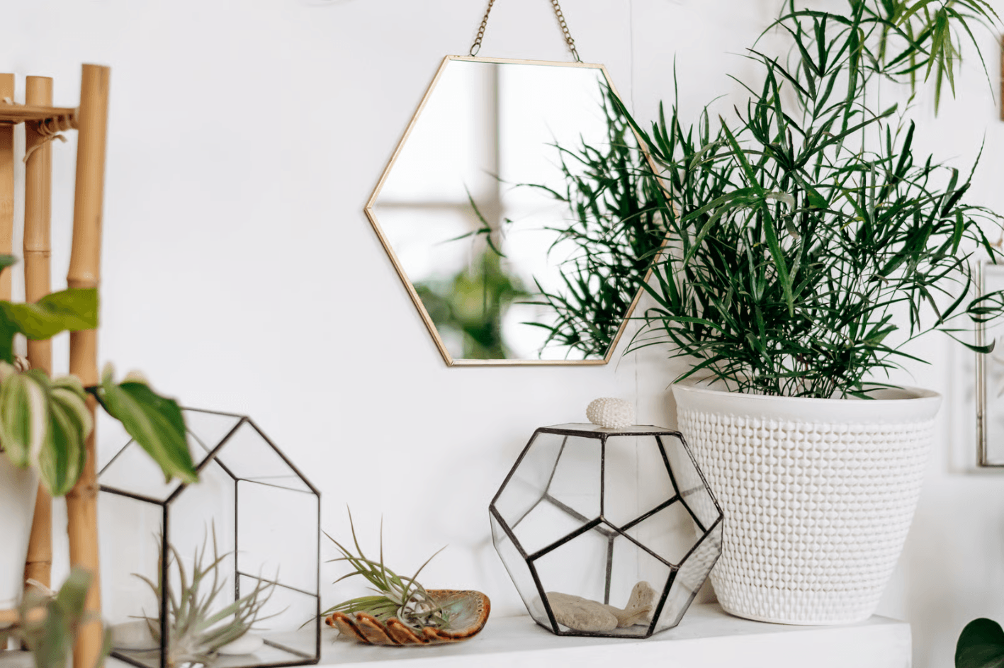 plants in decor.png