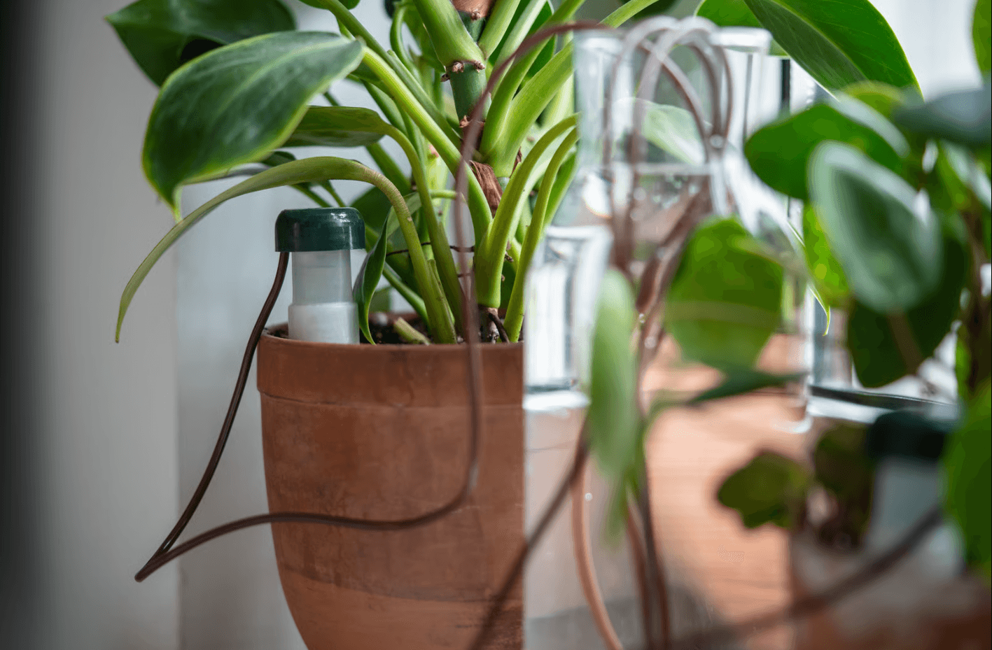 self watring plant pot for water plants when you're away on hajj.png