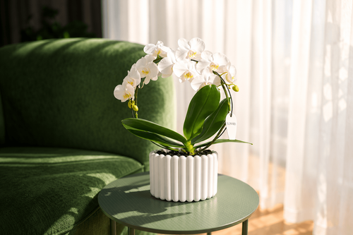 9 Orchid Facts That Will Surprise You