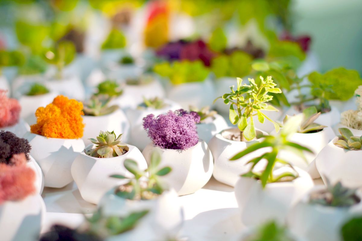small succulant plant wedding favors and giveaways توزيعات زفاف نباتات .jpg