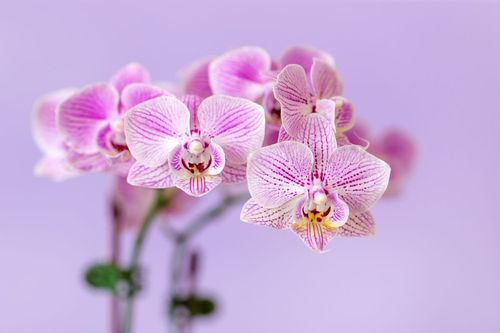  5 زهور نادرة تتميز بجمال استثنائي