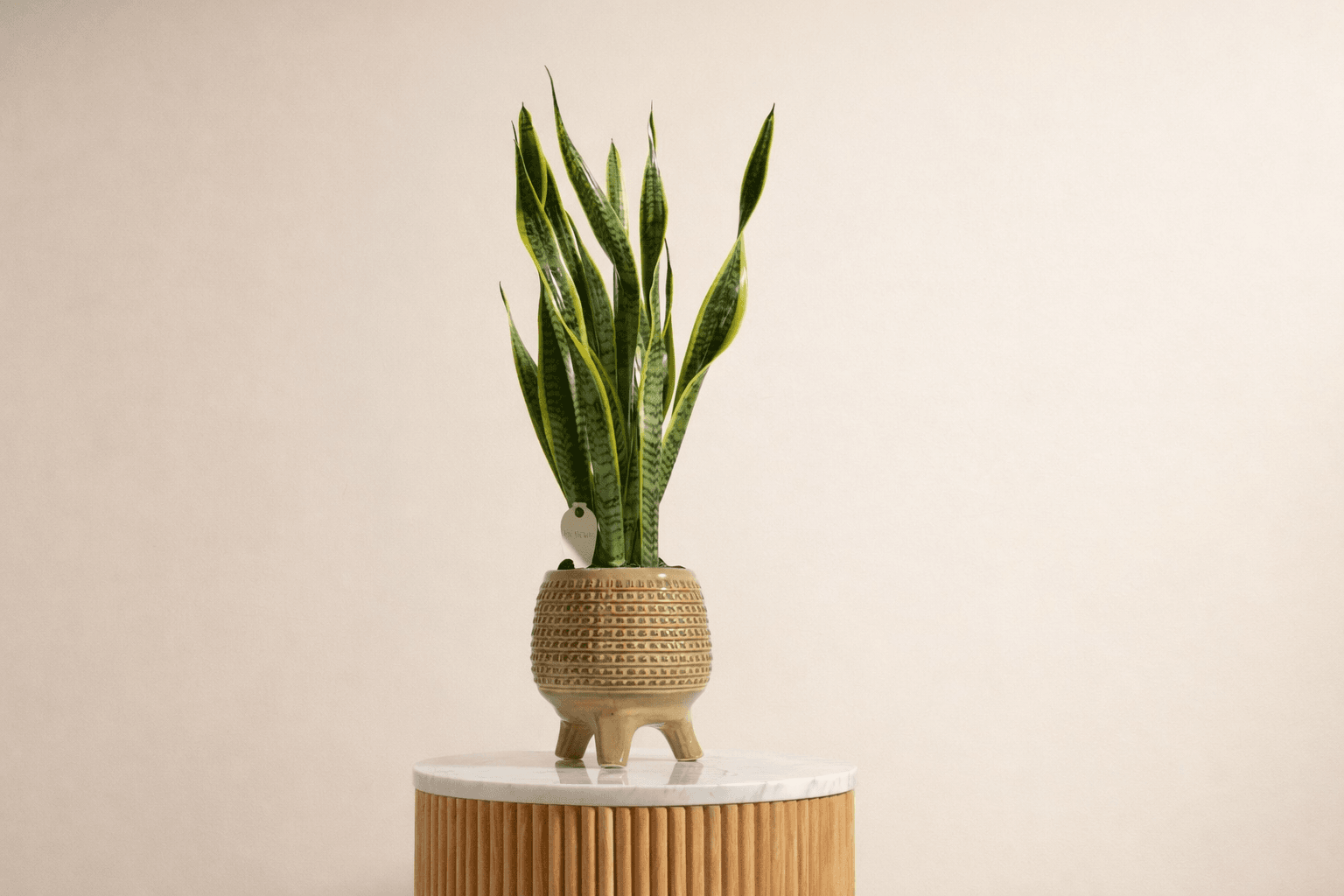 low-maintenance snake plant for busy people