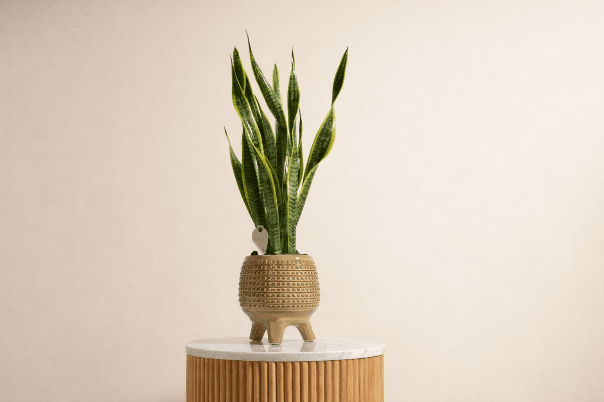 snake plant sensivera plant