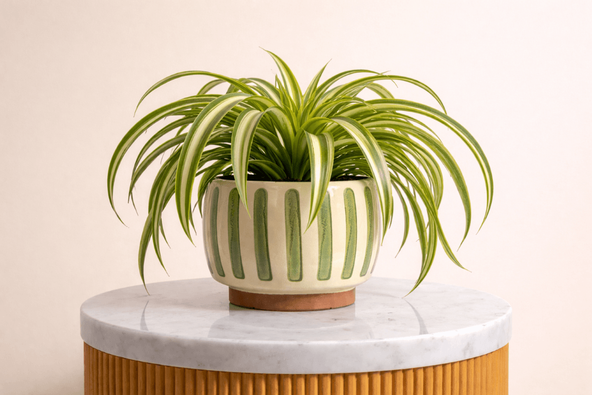 spider plant safe for homes with toddlers - house plants for babies.png