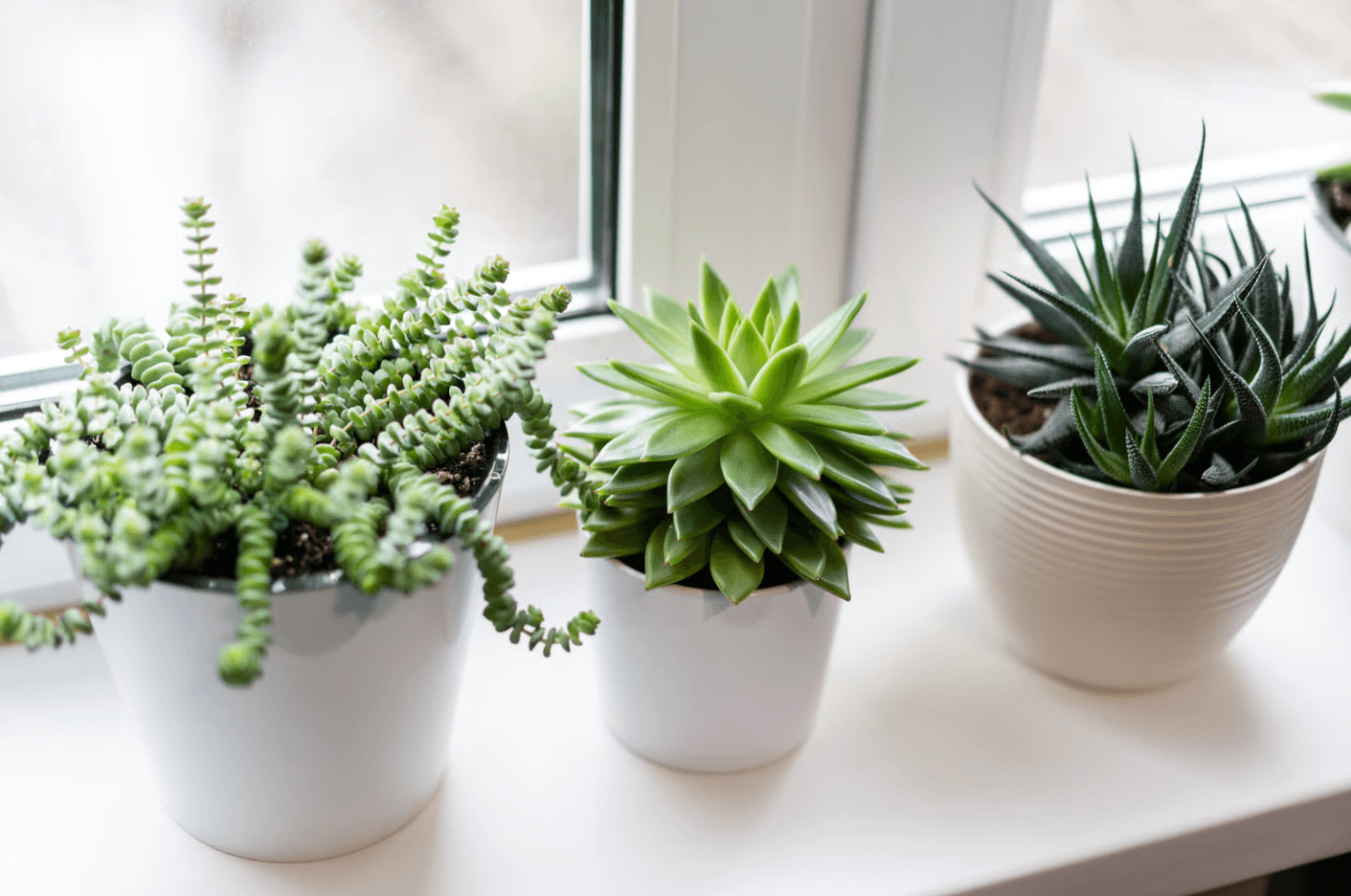 plant waterer timer RAINPOINT Beginner-Friendly Automatic Plant Waterer Indoor for 10-15 Plants